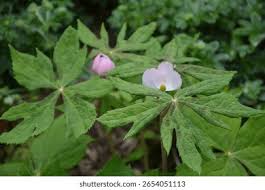 Attēlu rezultāti vaicājumam “Podophyllum hexandrum flower”