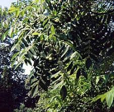 Attēlu rezultāti vaicājumam “Juglans x sinensis fruit”