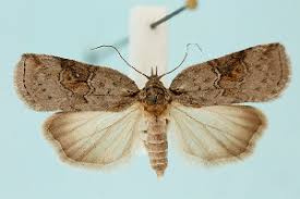 Attēlu rezultāti vaicājumam “Nycteola sp.”