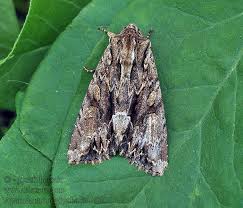 Attēlu rezultāti vaicājumam “Apamea monoglypha”