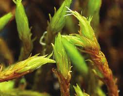 Attēlu rezultāti vaicājumam “Racomitrium heterostichum”