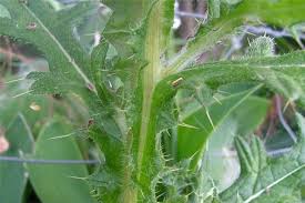 Attēlu rezultāti vaicājumam “Cirsium vulgare”