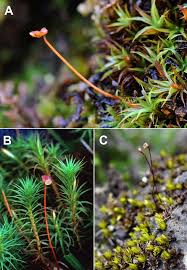 Attēlu rezultāti vaicājumam “Atrichum flavisetum sporophyte”
