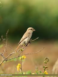 Image result for Lanius isabellinus