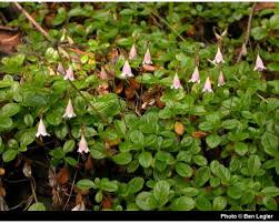 Attēlu rezultāti vaicājumam “Linnaea borealis leaf”