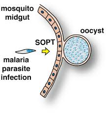 Attēlu rezultāti vaicājumam “undetermined plasmodium”