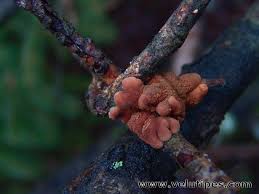 Attēlu rezultāti vaicājumam “Hypocreopsis lichenoides”