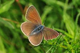 Attēlu rezultāti vaicājumam “Cyaniris semiargus”