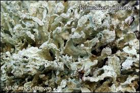 Attēlu rezultāti vaicājumam “Ramalina pollinaria”