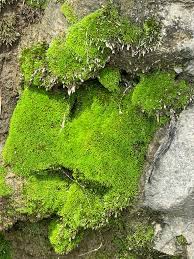 Attēlu rezultāti vaicājumam “Bryum pallens sporophyte”