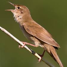 Image result for Locustella luscinioides