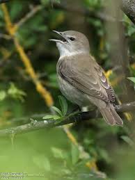 Attēlu rezultāti vaicājumam “Sylvia borin eggs”