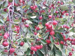 Attēlu rezultāti vaicājumam “Malus”