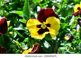 Attēlu rezultāti vaicājumam “Viola tricolor leaf”