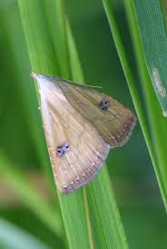 Attēlu rezultāti vaicājumam “Rivula sericealis”