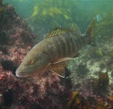 Image result for Lutjanus novemfasciatus
