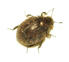 Attēlu rezultāti vaicājumam “Cytilus sericeus”