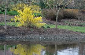Attēlu rezultāti vaicājumam “Forsythia intermedia”