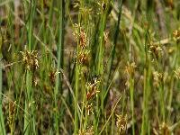 Attēlu rezultāti vaicājumam “Rhynchospora fusca”