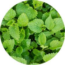 Image result for Melisse