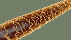 Image result for human hair microscope image