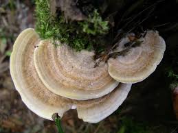 Attēlu rezultāti vaicājumam “Trametes suaveolens”