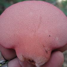 Attēlu rezultāti vaicājumam “Fistulina hepatica”