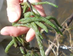 Attēlu rezultāti vaicājumam “Spongilla lacustris”