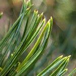 Attēlu rezultāti vaicājumam “Pinus pumila male flower”