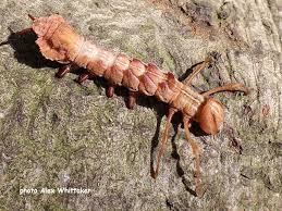 Attēlu rezultāti vaicājumam “Stauropus fagi larva”