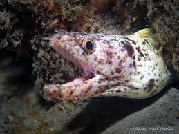 Image result for Gymnothorax moringa