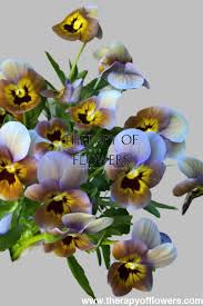 Image result for Viola x wittrockiana `Hiemalis`