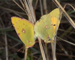 Attēlu rezultāti vaicājumam “Colias croceus”