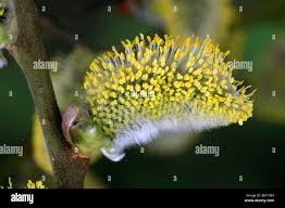 Attēlu rezultāti vaicājumam “Salix caprea male flower”