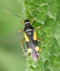 Attēlu rezultāti vaicājumam “Dryophilocoris flavoquadrimaculatus”