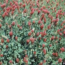 Image result for Trifolium incarnatum