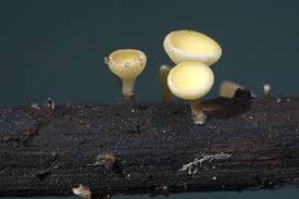 Attēlu rezultāti vaicājumam “Hymenoscyphus sp.”