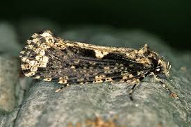 Attēlu rezultāti vaicājumam “Scardia boletella”