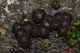 Attēlu rezultāti vaicājumam “Hypoxylon multiforme”