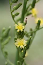 Attēlu rezultāti vaicājumam “Lactuca sativa flower”