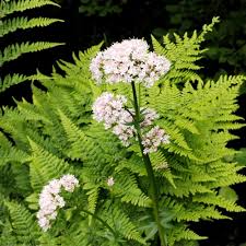 Attēlu rezultāti vaicājumam “Valeriana officinalis leaf”
