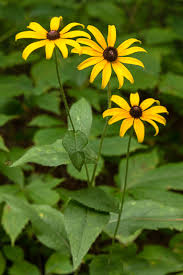 Attēlu rezultāti vaicājumam “Rudbeckia hirta var. hirta leaf”