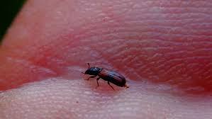 Attēlu rezultāti vaicājumam “Bitoma crenata”