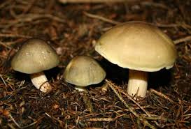 Attēlu rezultāti vaicājumam “Tricholoma sp.”