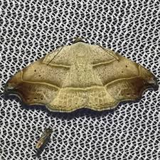 Attēlu rezultāti vaicājumam “Laspeyria flexula”