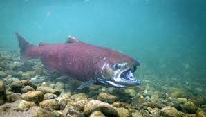 Image result for Oncorhynchus tshawytscha