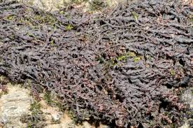 Attēlu rezultāti vaicājumam “Frullania fragilifolia”