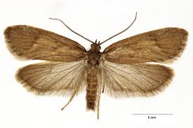 Attēlu rezultāti vaicājumam “Diurnea lipsiella”