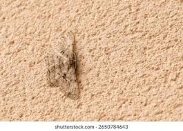 Attēlu rezultāti vaicājumam “Hypomecis roboraria”