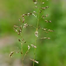 Attēlu rezultāti vaicājumam “Poa pratensis fruit”